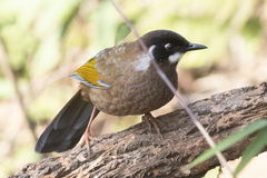 Trochalopteron affine