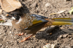 Trochalopteron affine