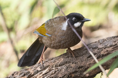 Trochalopteron affine