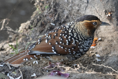 Ianthocincla ocellata