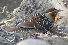 Ianthocincla ocellata