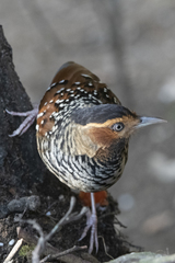 Ianthocincla ocellata