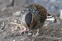 Ianthocincla ocellata