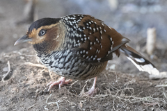 Ianthocincla ocellata