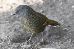 Trochalopteron subunicolor