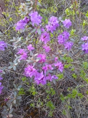 Rhododendron parvifolium