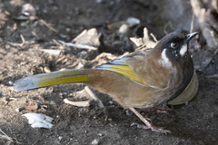 Trochalopteron affine