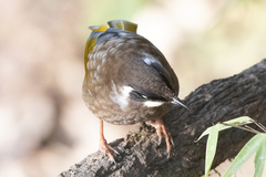 Trochalopteron affine