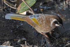 Trochalopteron affine