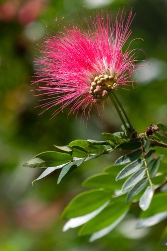Calliandra haematocephala