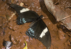 Heraclides androgeus