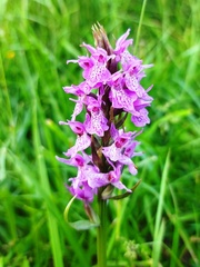 Dactylorhiza praetermissa