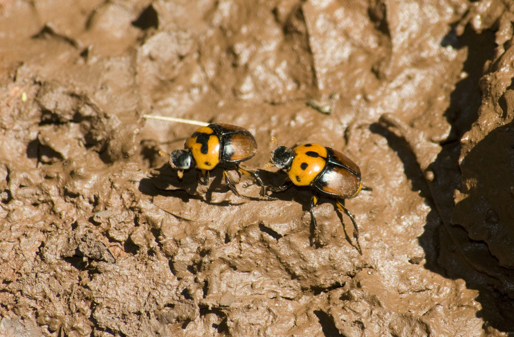 Canthon quinquemaculatus