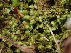 Scapania irrigua