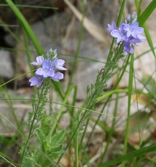 Veronica orsiniana
