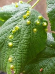 Didymomyia tiliacea