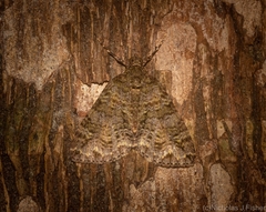 Polyclysta hypogrammata