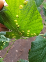 Didymomyia tiliacea