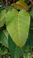 Ficus arnottiana