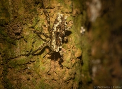 Poropterus angustatus