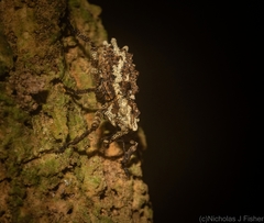 Poropterus angustatus