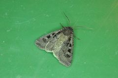 Euxoa divergens