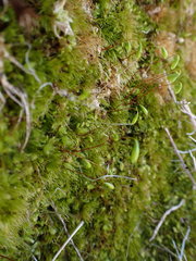 Pohlia nutans nutans