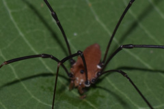 Leiobunum euserratipalpe