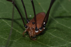 Leiobunum euserratipalpe