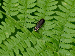 Podabrus brevicollis