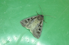 Euxoa divergens