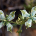 Desert Green Gentian - Photo (c) John Marquis, some rights reserved (CC BY-NC-ND)