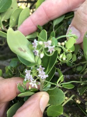 Astephanus triflorus