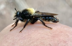 Laphria ephippium