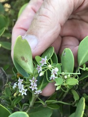 Astephanus triflorus