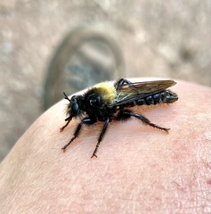 Laphria ephippium