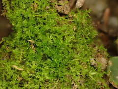 Solenostoma gracillimum