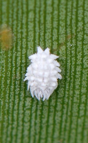 coconut mealybug