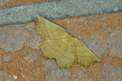 Euchlaena johnsonaria