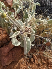 Solanum coactiliferum