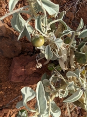 Solanum coactiliferum
