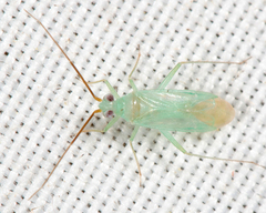 Blepharidopterus provancheri