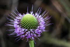 Chresta pacourinoides