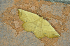 Euchlaena johnsonaria