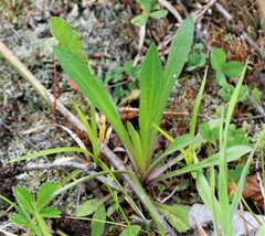 Erigeron acris kamtschaticus