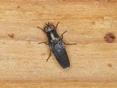 Scenopinus fenestralis