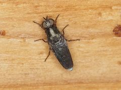 Scenopinus fenestralis