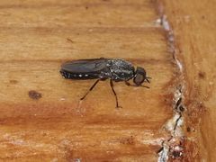 Scenopinus fenestralis