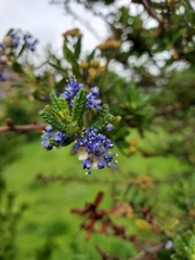 Ceanothus papillosus
