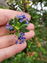 Ceanothus papillosus